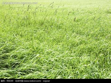 青草写真在线视频播放,在线视频中的自然之美